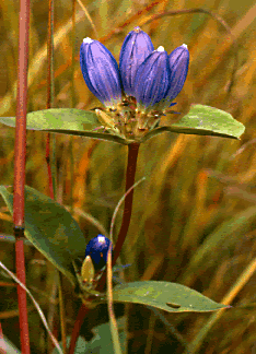 Gentiana s0041